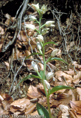 Orchidee: Chephalanthera damasonium