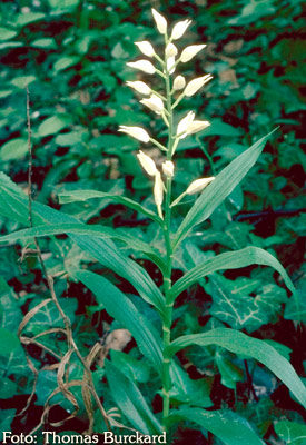 Orchidee: Chephalanthera longifolia