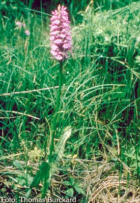 Orchidee: Dactylorhiza maculata