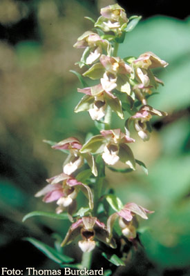 Orchidee: Epipactis helleborine