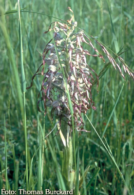 Orchidee: Himantoglossum hircinum