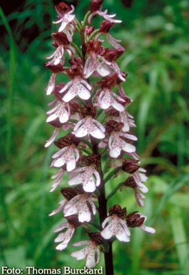 Orchidee: Orchis purpurea