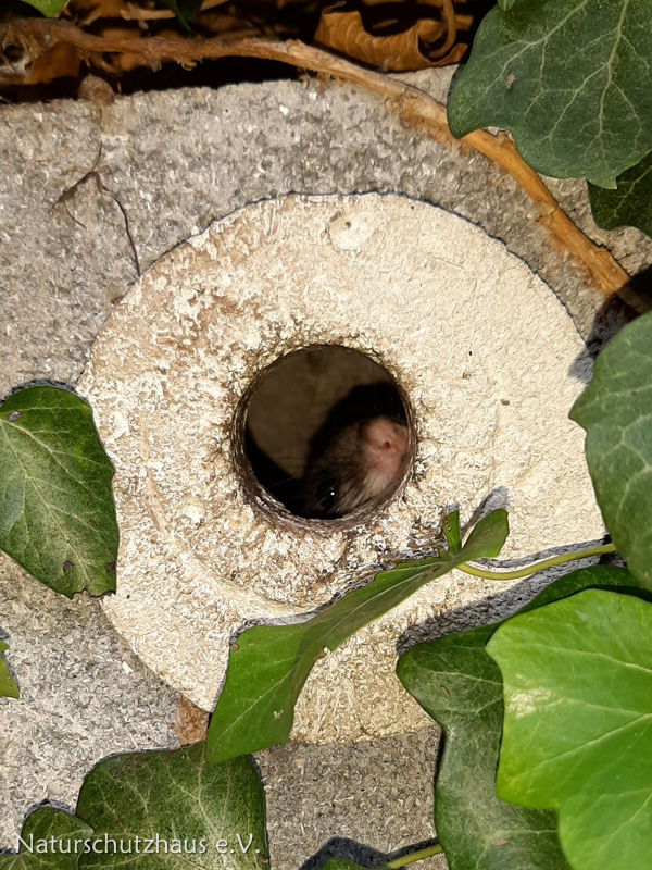 ein Gartenschläfer in einem Meisennistkasten