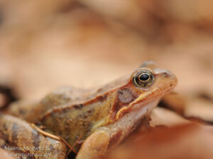 Grasfrosch