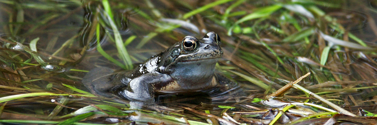 ein Grasfrosch sitzt halb im Wasser