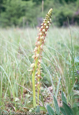 Puppenorchis, hängender Mensch