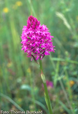 Anacamptis pyramidalis