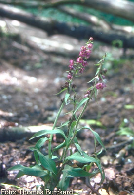 braunrote Stendelwurz