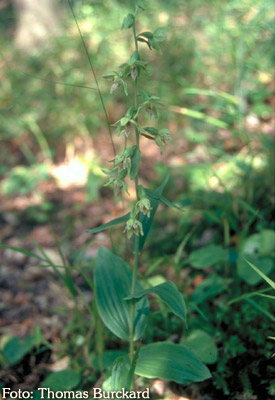 spitzlippige Stendelwurz