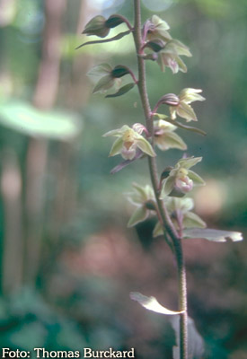 violette Stendelwurz