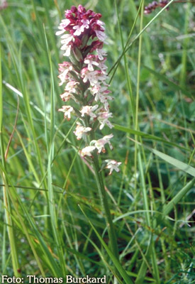 angebranntes Knabenkraut, Brandknabenkraut