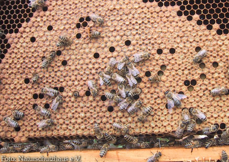 Bienen sitzen auf Waben, die teilweise geschlossen und offen sind