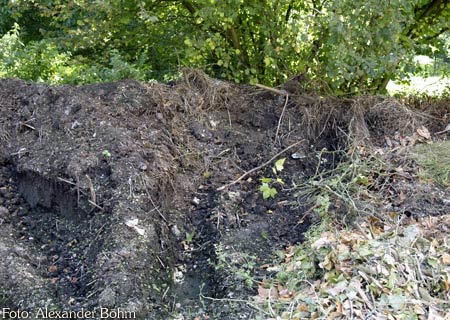 mehrere zerstörte Schlangeneierin umgesetztem Kompost