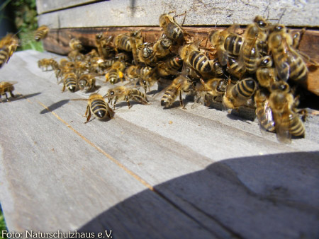 Honigienen am Einflug eines Bienenstocks