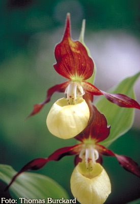 Orchidee: Cypripedium calceolus