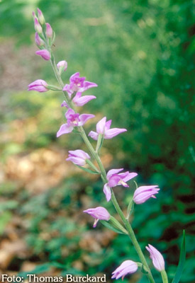 Orchidee: Chephalanthera rubra