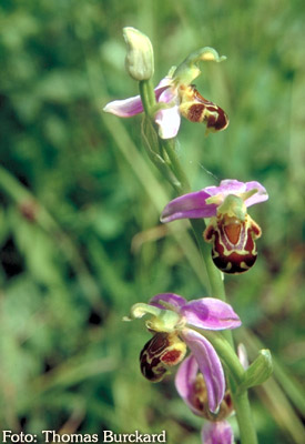 Orchidee: Ophrys apifera