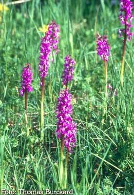 Orchidee: Orchis mascula