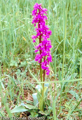 Orchidee: Orchis mascula