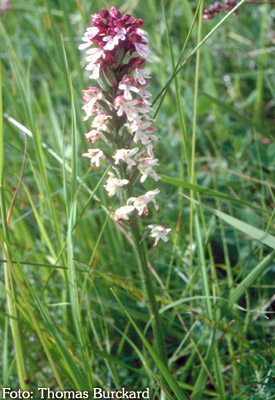Orchidee: Orchis ustulata